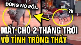 Tìm chó BỊ LẠC 2 THÁNG TRỜI, đến khi hết hy vọng chủ vô tình phát hiện Ở NHÀ NGƯỜI TA | Tin 3 Phút