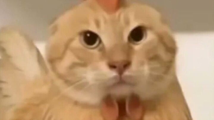 “แมวแม่ตั้งใจจะคาบลูกแมวไป แต่กลับพบว่ามันอบอุ่นมาก”
