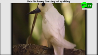 Sinh tồn hoang đảo cùng hai vợ chồng p5
