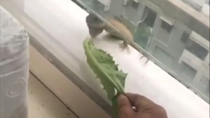 🦎: Hey! Hey, hey, hey!