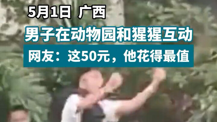 Mana yang sebenarnya si gorila nih? Aku sempat bingung sejenak! #VideoLangsungDiKebunBinatang #Kebun