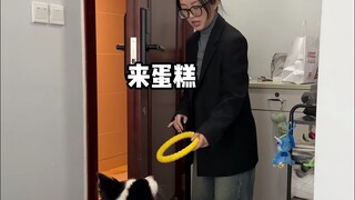 People with dogs going out VS people without dogs going out