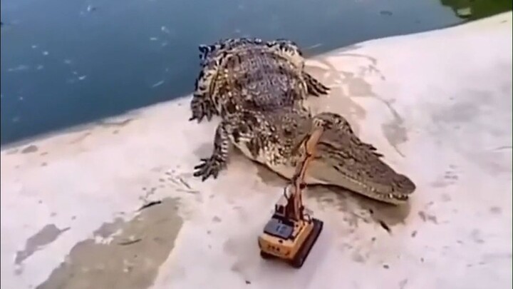 ขุดๆๆ ในบ่อลูกจระเข้~~~