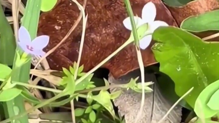 ว้าว~ ดอกไม้เล็กๆ ที่หมุนได้