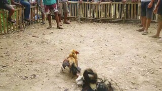 walang pahinga  panalo na nmn