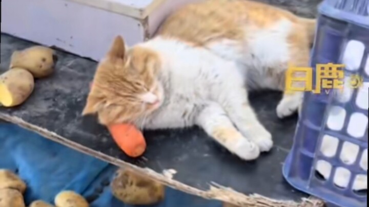 Boss: “This cat isn’t for sale, two yuan for photos!”