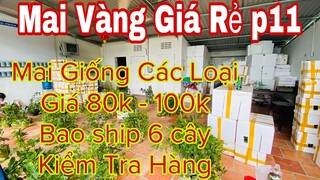 🔴 Hết Hàng 🔴 mai vàng giá rẻ p11