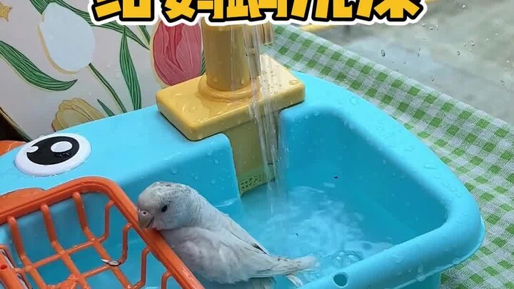 为啥你家鹦鹉怕洗澡？可能方式错了