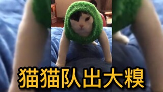 ทีมแมวทำเรื่องน่าอาย