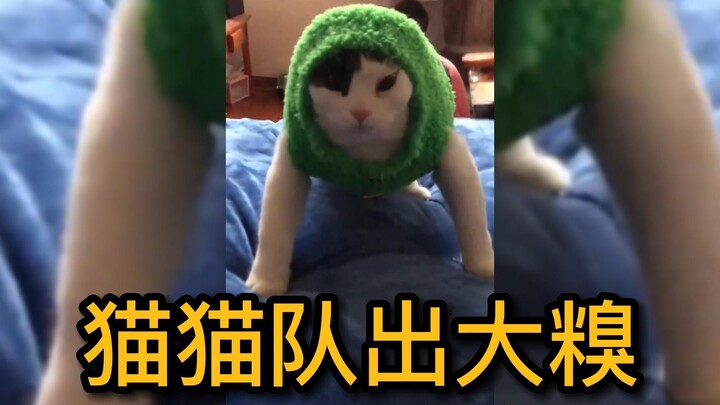 ทีมแมวทำเรื่องน่าอาย