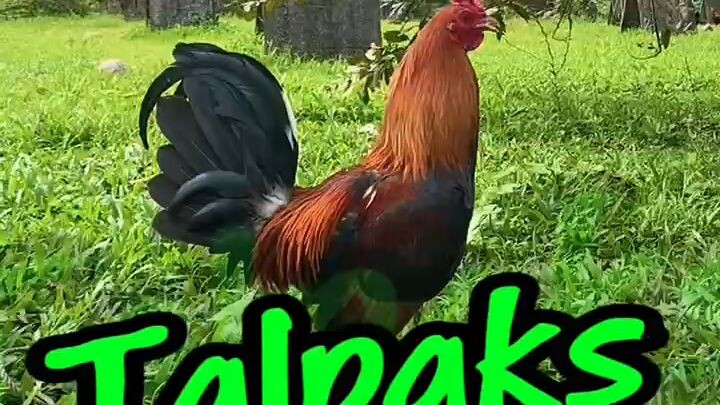 Talpaks