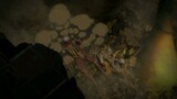 8. Assassin's bullet [Attack on Titan Final Season Part 2]