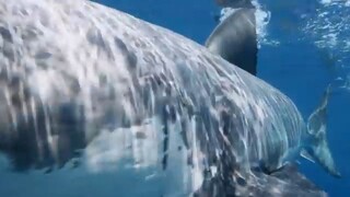 Rise of the Great White Shark -   Free Documentary