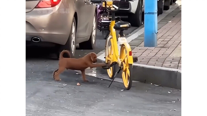 ข้าวหอมกับหมา