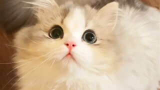 ตอนที่ฉันแกล้งดึงจมูกของลูกแมวออก... ลูกแมว: ตัวเองไม่มีจมูกหรือไง รีบใส่กลับมาเดี๋ยวนี้นะ!!