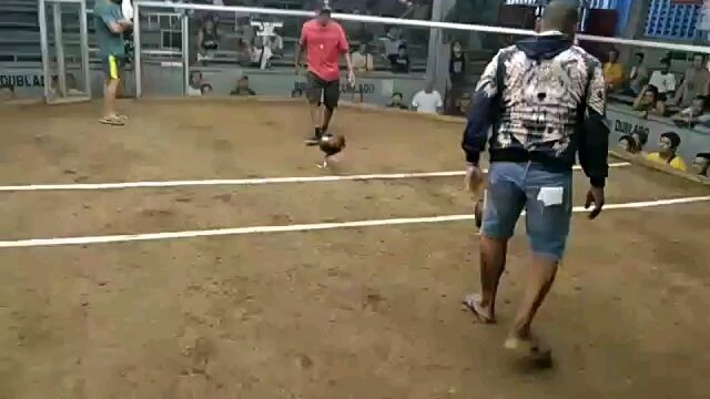 muntinlupa cockfit tupada line win R.R.J gf S.A.Q