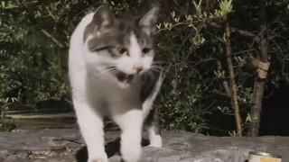 مواء قطة صغير بمعايير عالية ههههههه