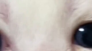 The little cat is too cute!