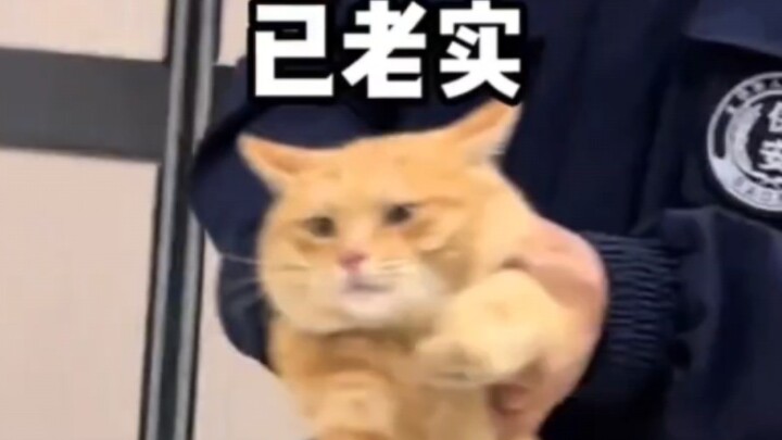 الزميل القط قد…