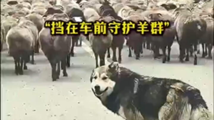 "The super cool sheep herding moments of a shepherd dog"