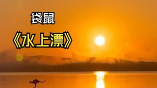 Những loài động vật đi trên mặt nước!