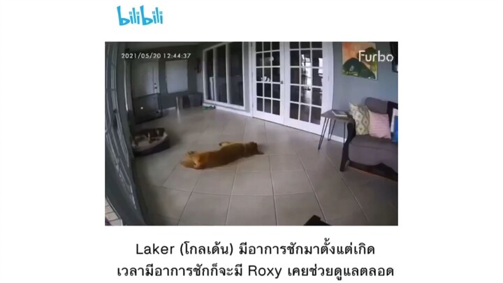 Laker(โกเดน)มีอากรชักตั้งแต่เกิดเวลามีอาการชักก็จะมีRoxyคอยช่วยดูแลตลอด