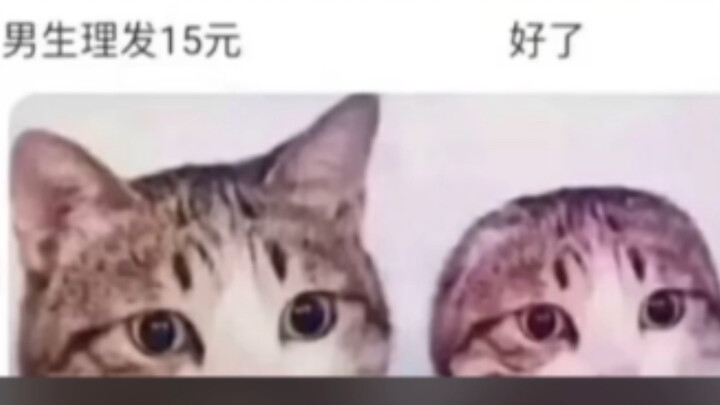 Silly Memes | How Did They Snip Off the Ears Too?