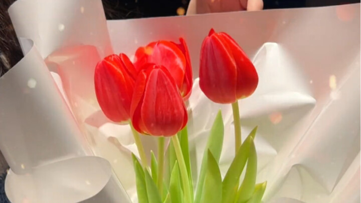 Dengan hubungan kita, kamu pasti juga akan menanam tulip untukku, kan!