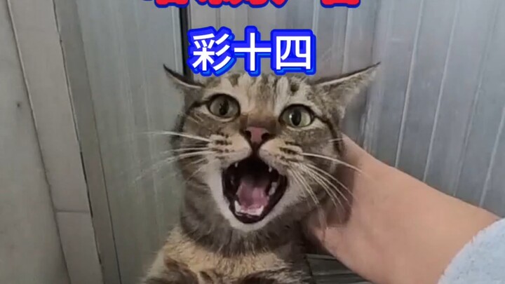 #cat #calico_cat #cat_bathing乖乖的 #cute_pet_debut_plan #cat's_mysterious_behavior