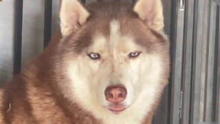 Ledakkan mangkuk anjing Anda di depannya dan lihat bagaimana reaksinya.