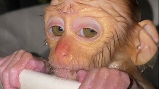 This is the first time I've ever seen such a well-behaved little monkey—time for a nice bath!