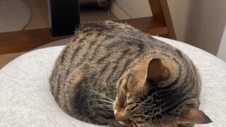 Chú mèo nhỏ cứ hễ tắm là càu nhàu chửi bới