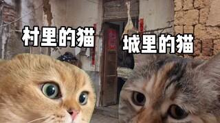 When the City Cat Returns to the Village for the New Year (Part 1)