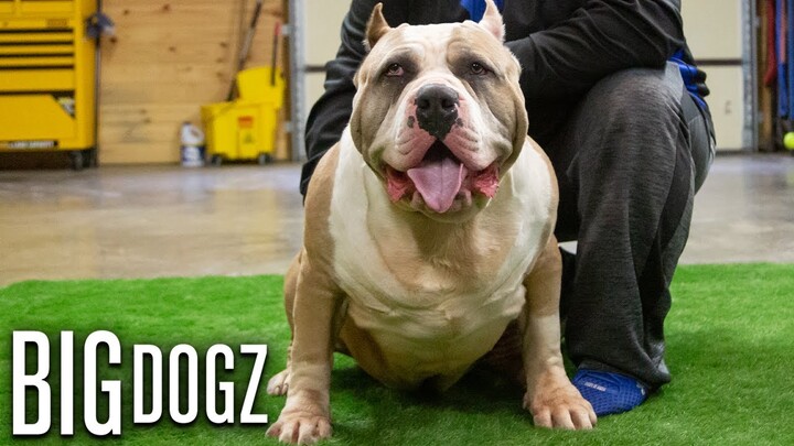 Huge 180lb Bully Challenges Dad's Record Weight | BIG DOGZ