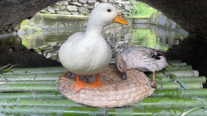 It took three days to build a bamboo raft and grass nest for my Call duck.