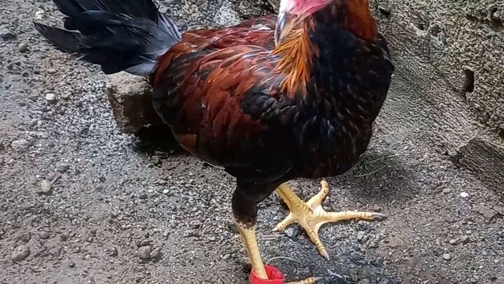 3mants kana bilis mo lumaki