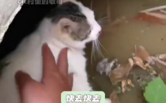 Mom Cat: Forget it, forget it—no need to rescue. Netizen: No way—hurry up and save them!!