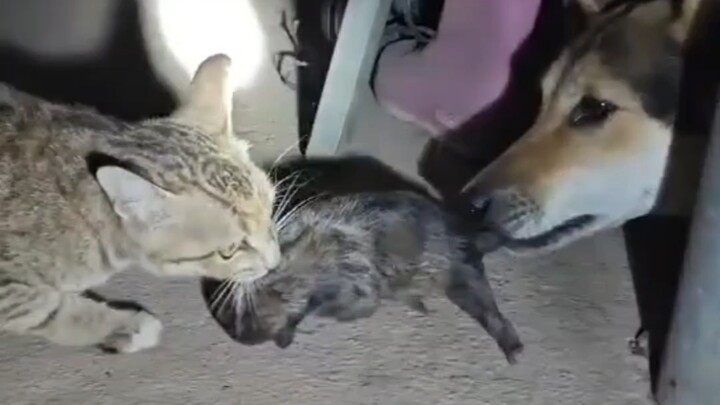Cub-Grabbing Battle~