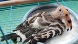 [Động vật] Mua bồn tắm cho chim và phản ứng của nó