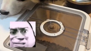 Saat memberi makan makanan anjing, tirulah bibi di kafetaria yang menyiapkan nasi