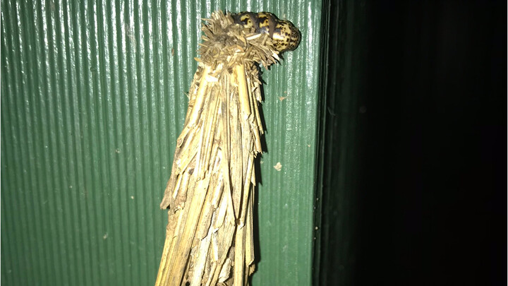 ว่ากันว่าหลายคนอยากรู้ว่าฟาร์มในออสเตรเลียมีงูไหม บอกเลยว่าไม่ได้มีแค่งูนะ ยังมีอย่างอื่นอีก…