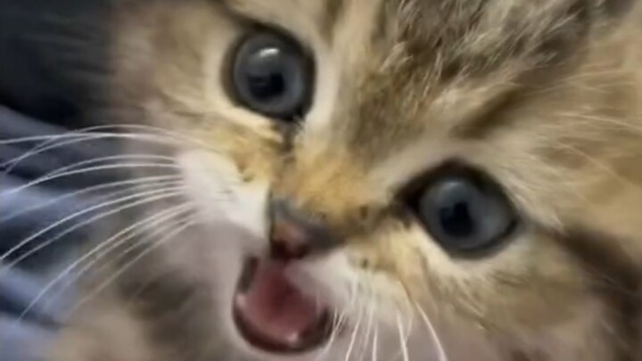 Mèo con: Meo meo meo meo meo～