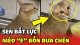 Mèo đi "Ẻ" trong BỒN RỬA CHÉN của gia đình khiến Sen BẤT LỰC 😂 | Yêu Lu