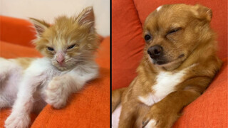 Kucing yang baru kutemukan jadi rusak dibawa oleh Hani.