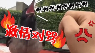 老哥和乌鸦的对骂日常，骂不过对方还选择了“动手”？