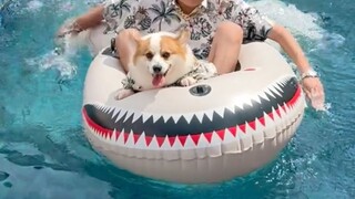 狗狗海边度假的一天，这生活谁不羡慕