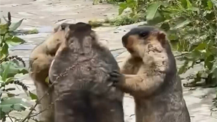 Thôi không can ngăn nữa, tham gia loạn đấu đi thôi