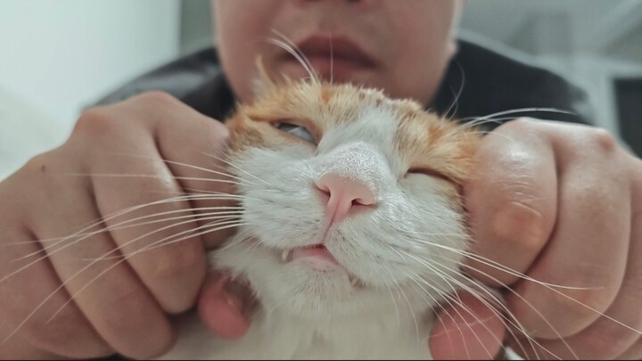 Cat: His technique is like a scoundrel’s lips—so irresistible that the cat can’t get enough, feeling