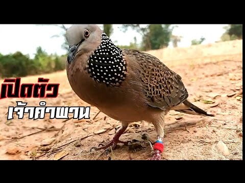 ออกป่าครั้งแรกจับเสียงใหญ่คารมแข้งแตกตลอด【เจ้าคำผานEP1】#Bẩy Chim Cu Gáy#terkukur#big dove fighter