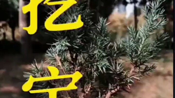 So you were digging up a sapling and ended up unearthing someone’s grave?